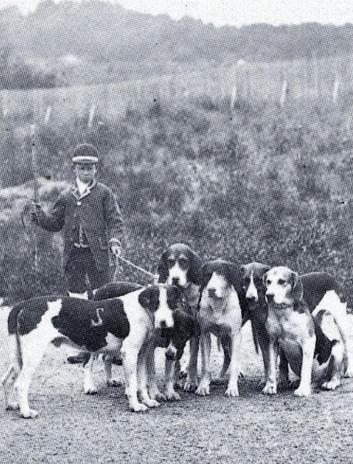 Marcassin, valet de chiens - Photo tirée de la revue Vènerie n°106 - 1992
